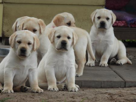 Labrador Retriever for sale by DOWLFALLS