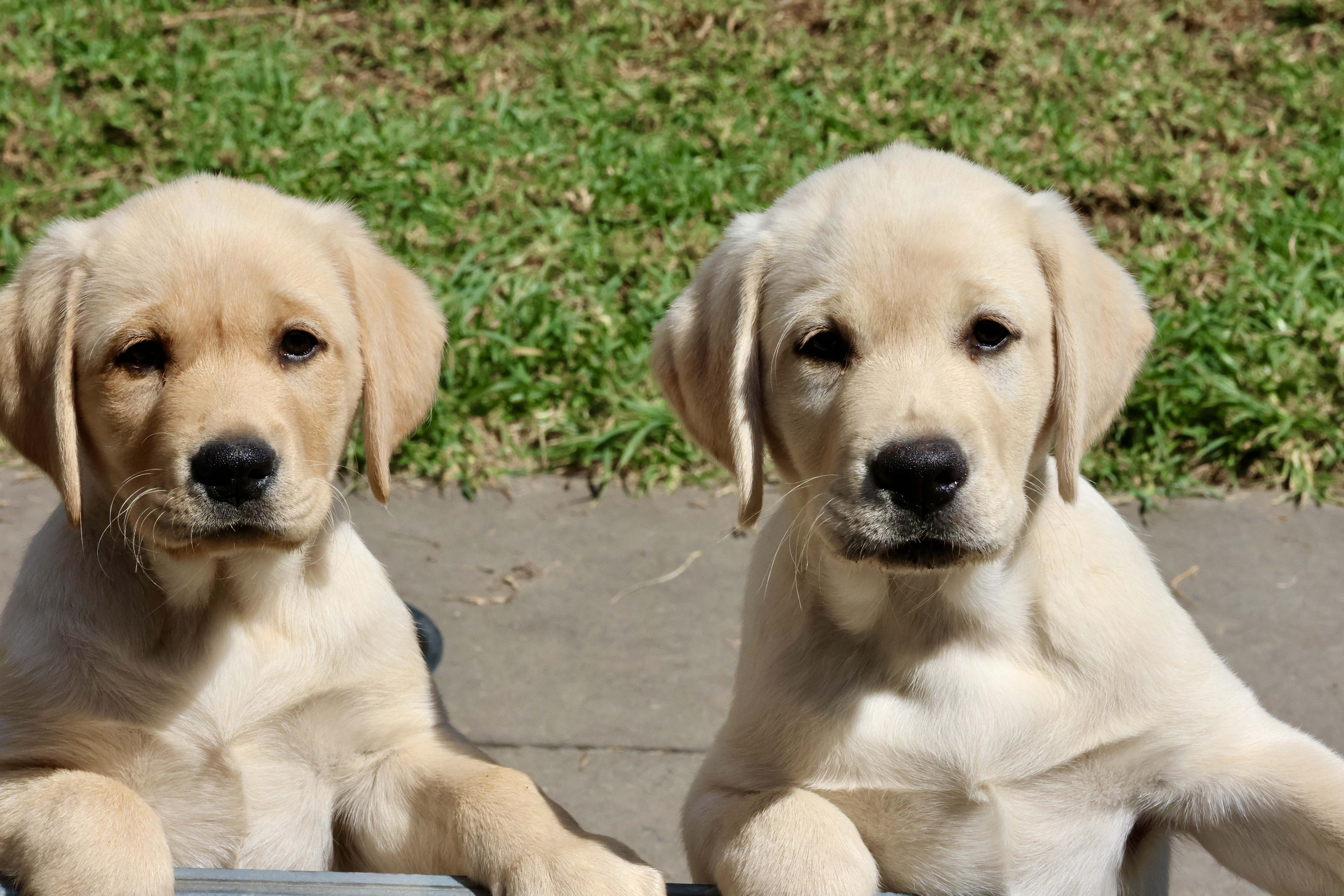 Labrador Retriever puppy for sale by DOWLFALLS