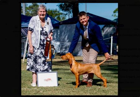 Hungarian Vizsla for sale by BLASHADON