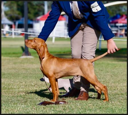 Hungarian Vizsla for sale by BLASHADON