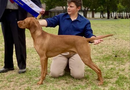 Hungarian Vizsla for sale by BLASHADON