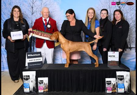 Hungarian Vizsla for sale by BLASHADON