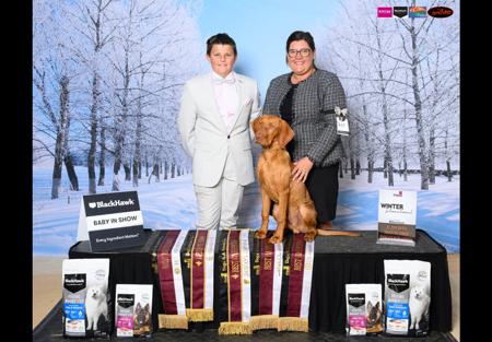 Hungarian Vizsla for sale by BLASHADON