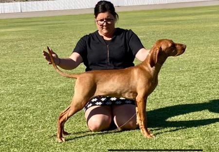 Hungarian Vizsla for sale by BLASHADON