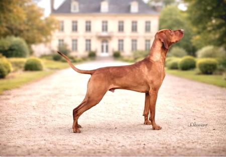 Hungarian Vizsla for sale by DONSTEWARTICLOUDCO