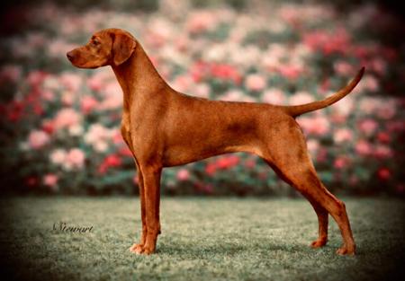 Hungarian Vizsla for sale by BLASHADON