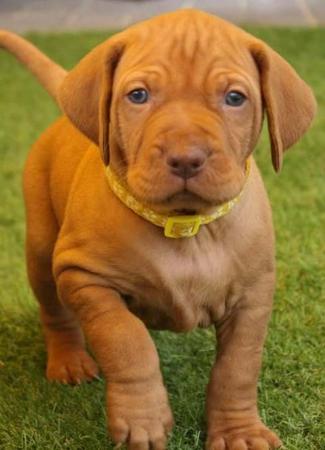 Hungarian Vizsla puppy for sale by DONSTEWARTICLOUDCO