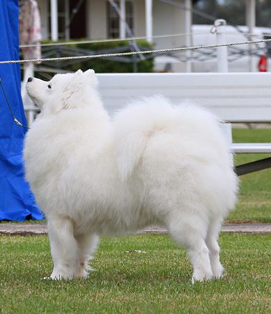 Samoyed for sale by CRYSTALFERN