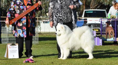 Samoyed for sale by CRYSTALFERN