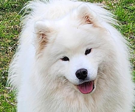 Samoyed for sale by CRYSTALFERN