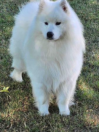 Samoyed for sale by CRYSTALFERN