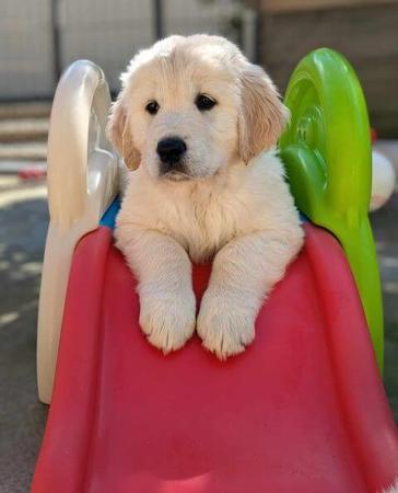 Golden Retriever for sale by MONTROY