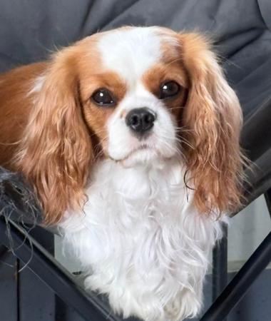 Cavalier King Charles Spaniel puppy for sale by GEMBELINA