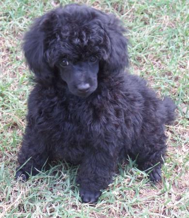 Poodle (Toy) puppy for sale by ZIADA