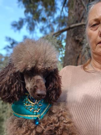 Poodle (Miniature) dog for sale by ZIADA