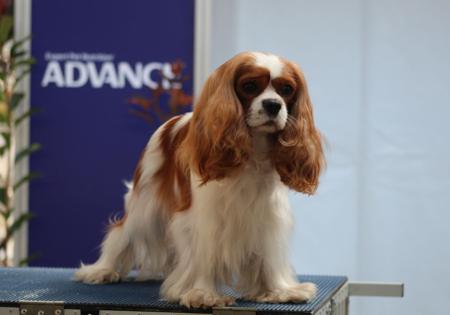 Cavalier King Charles Spaniel for sale by JADAMVALE