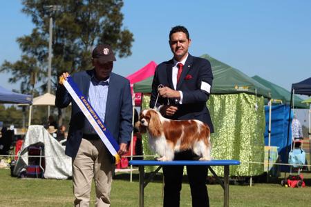 Cavalier King Charles Spaniel for sale by JADAMVALE