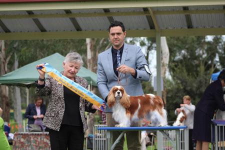 Cavalier King Charles Spaniel for sale by JADAMVALE