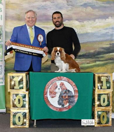 Cavalier King Charles Spaniel for sale by JADAMVALE