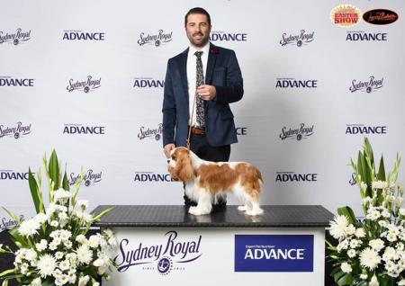 Cavalier King Charles Spaniel for sale by JADAMVALE