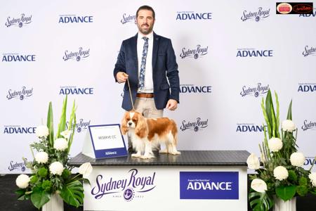 Cavalier King Charles Spaniel for sale by JADAMVALE