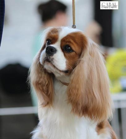 Cavalier King Charles Spaniel for sale by JADAMVALE