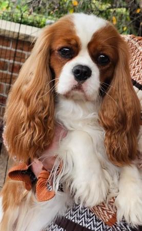 Cavalier King Charles Spaniel for sale by JADAMVALE