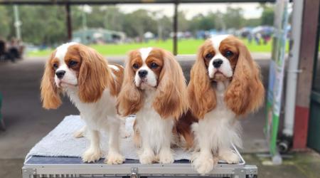 Cavalier King Charles Spaniel for sale by JADAMVALE