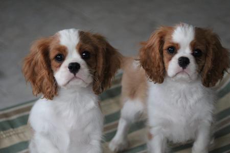 Cavalier King Charles Spaniel for sale by JADAMVALE