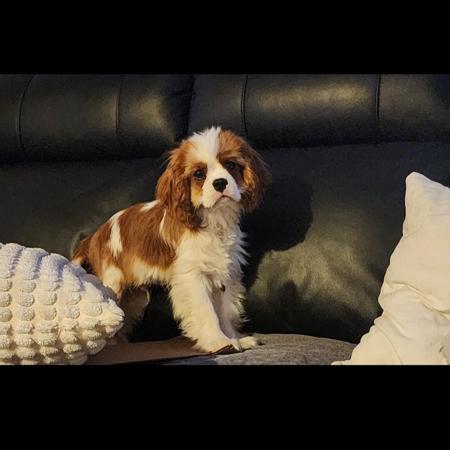 Cavalier King Charles Spaniel puppy for sale by JADAMVALE