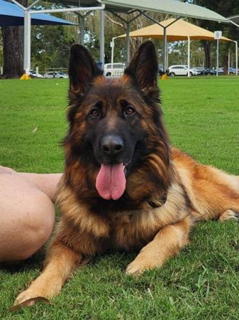 German Shepherd Dog (Long Stock Coat) for sale by ZABENZAH