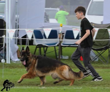 German Shepherd Dog (Long Stock Coat) for sale by ZABENZAH