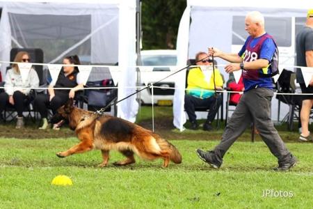 German Shepherd Dog (Long Stock Coat) for sale by ZABENZAH