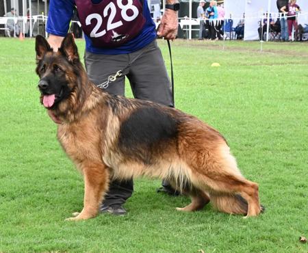German Shepherd Dog (Long Stock Coat) for sale by ZABENZAH
