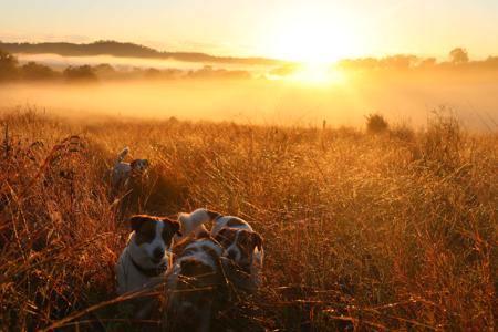 Jack Russell Terrier for sale by TUBBERCURRIE