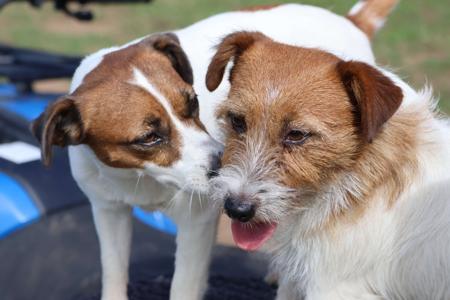 Jack Russell Terrier for sale by TUBBERCURRIE