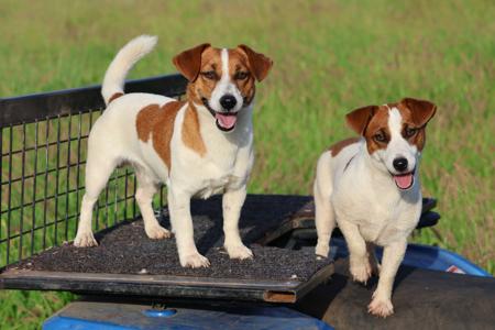 Jack Russell Terrier for sale by TUBBERCURRIE