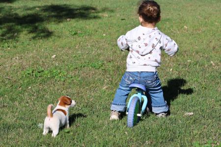 Jack Russell Terrier for sale by TUBBERCURRIE