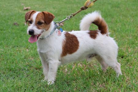 Jack Russell Terrier for sale by TUBBERCURRIE