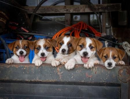 Jack Russell Terrier for sale by TUBBERCURRIE