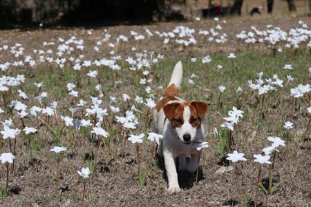 Jack Russell Terrier for sale by TUBBERCURRIE