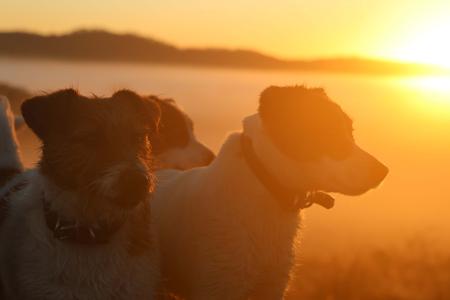 Jack Russell Terrier for sale by TUBBERCURRIE