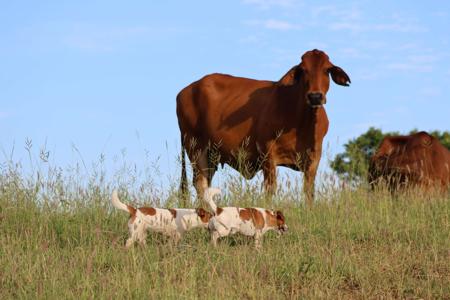 Jack Russell Terrier for sale by TUBBERCURRIE