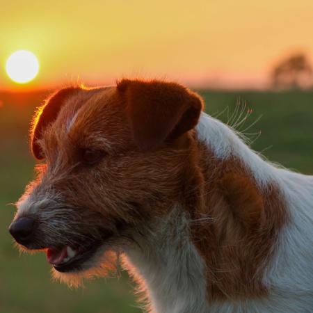 Jack Russell Terrier for sale by TUBBERCURRIE