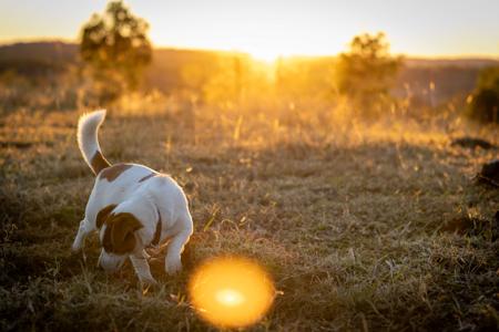 Jack Russell Terrier for sale by TUBBERCURRIE
