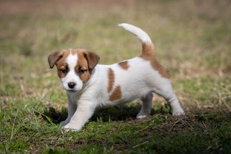Jack Russell Terrier for sale by TUBBERCURRIE