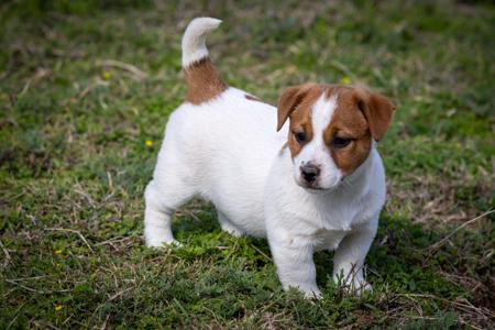 Jack Russell Terrier for sale by TUBBERCURRIE