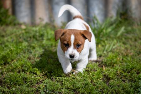Jack Russell Terrier for sale by TUBBERCURRIE