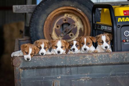 Jack Russell Terrier for sale by TUBBERCURRIE