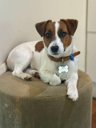 Jack Russell Terrier for sale by TUBBERCURRIE